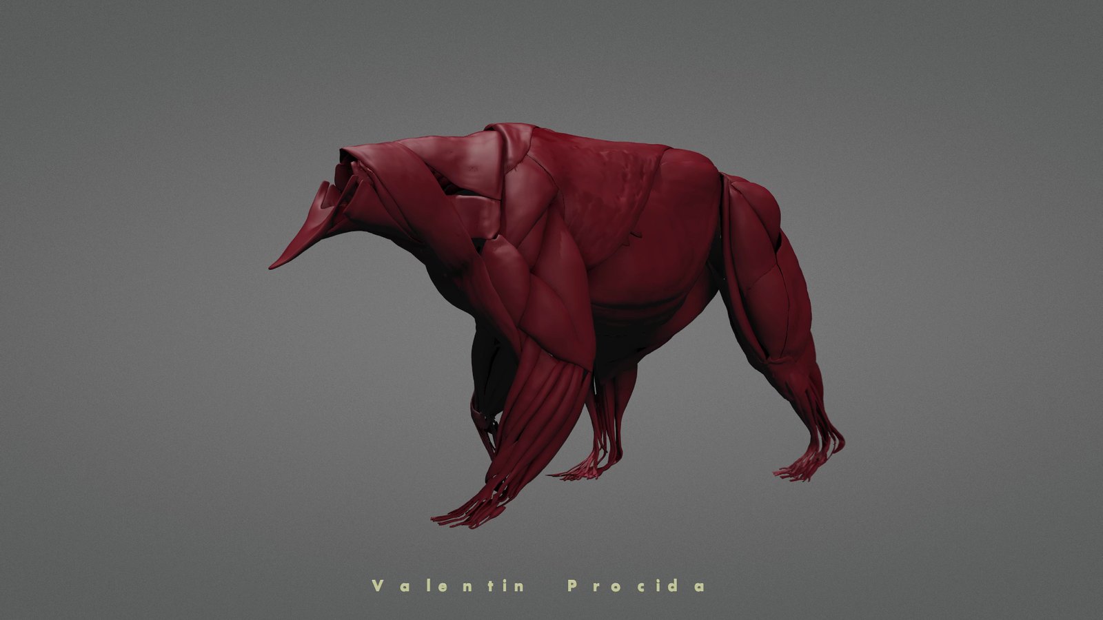 Bear muscle simulation