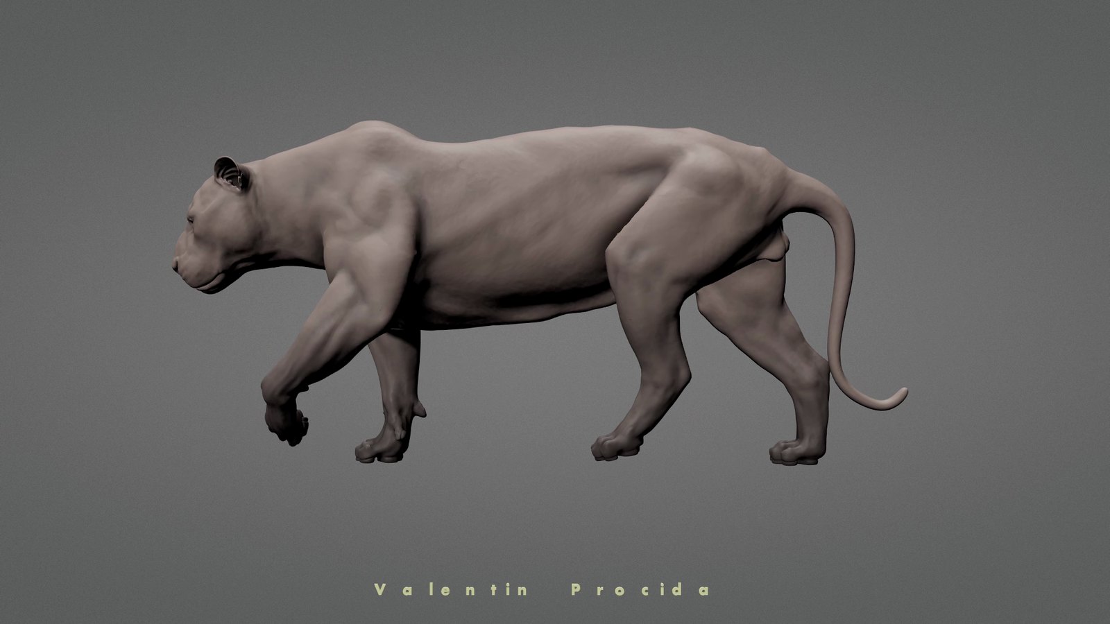 Tiger, skin only